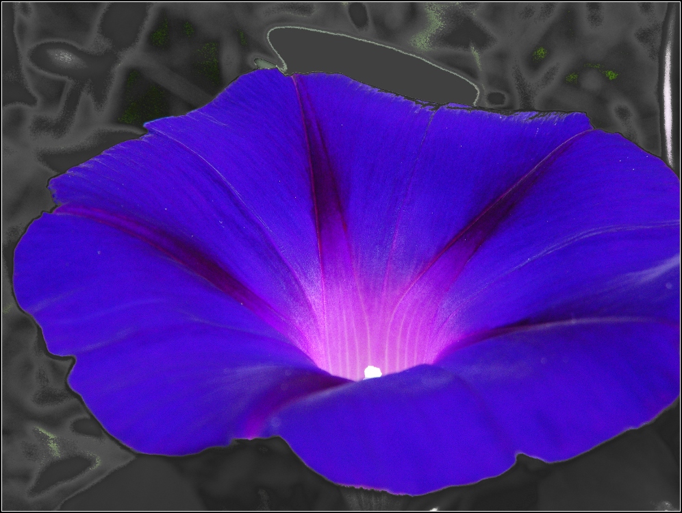 Neues aus meinem Garten 09/VII - Morning Glory