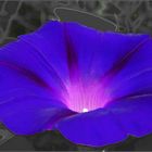 Neues aus meinem Garten 09/VII - Morning Glory