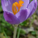 Neues aus meinem Garten 10/II