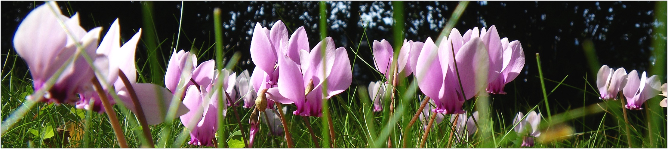 Neues aus meinem Garten 10/IX - Es wird langsam...