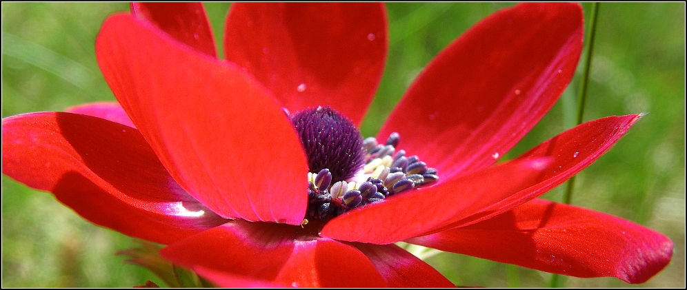 Neues aus meinem Garten 10/V - reload aus 2010