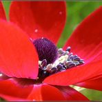 Neues aus meinem Garten 10/V - reload aus 2010