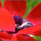 Neues aus meinem Garten 10/V - reload aus 2010