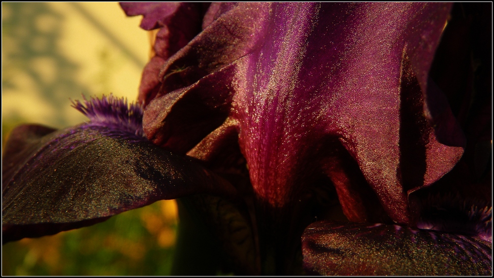 Neues aus meinem Garten 10/VII - reload aus 2010