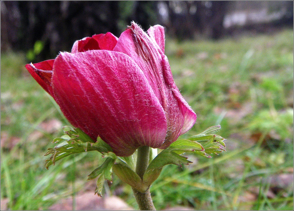 Neues aus meinem Garten 10/X-11/I - Wintermone