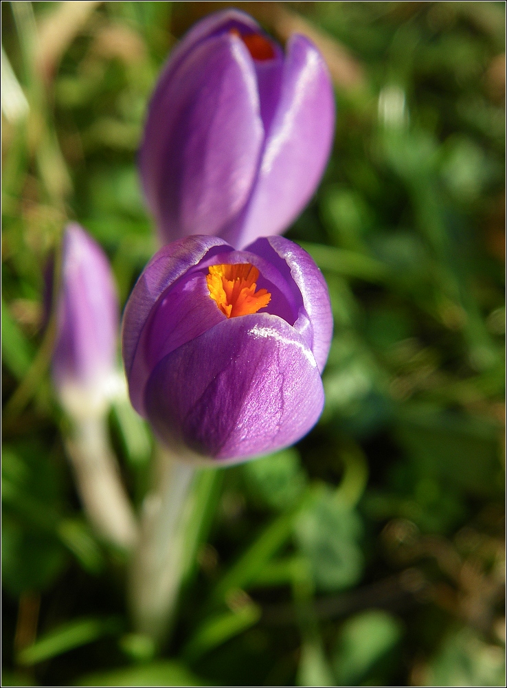 Neues aus meinem Garten 11/II - Endlich :o)