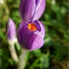 Neues aus meinem Garten 11/II - Endlich :o)