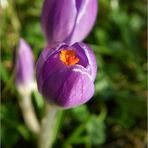 Neues aus meinem Garten 11/II - Endlich :o)