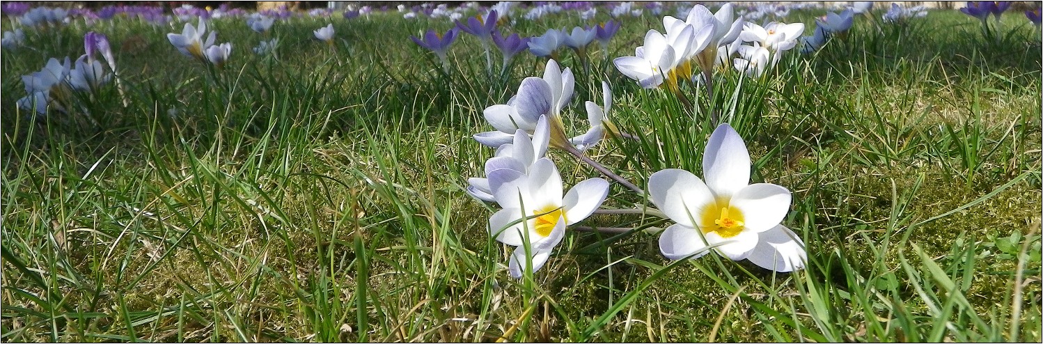 Neues aus meinem Garten 12/I - Frühlingsnachhall