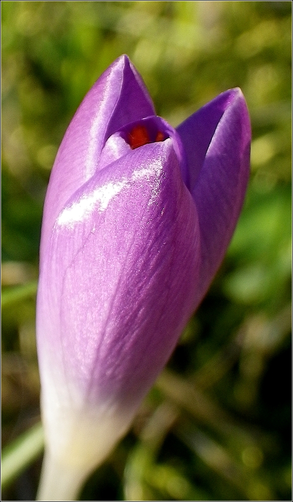 Neues aus meinem Garten 13/I - Krokuss bei 0°