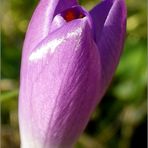 Neues aus meinem Garten 13/I - Krokuss bei 0°