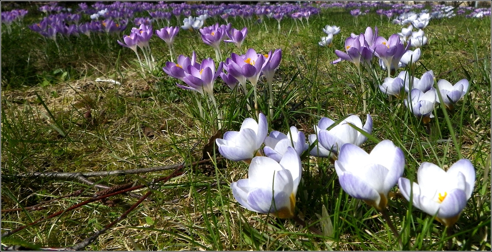 Neues aus meinem Garten 13/II - Krokusse bei 15°