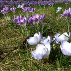 Neues aus meinem Garten 13/II - Krokusse bei 15°