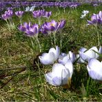 Neues aus meinem Garten 13/II - Krokusse bei 15°