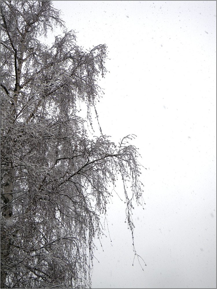 Neues aus meinem Garten 13/III - Gefrorene Tränen...