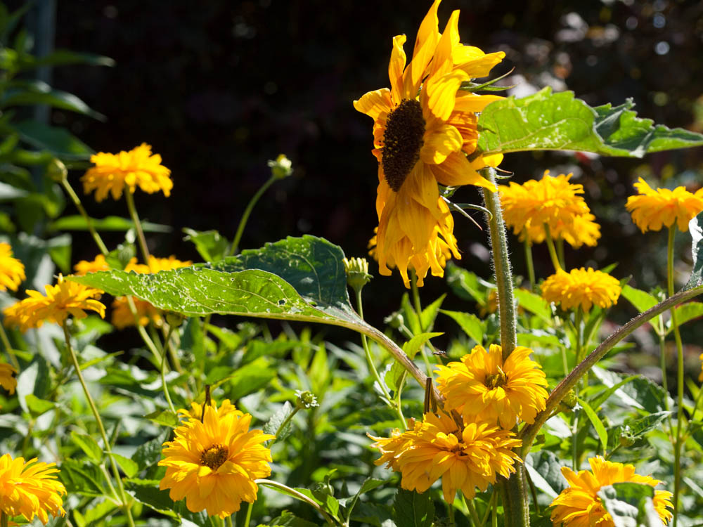 Neues aus Noldes Garten