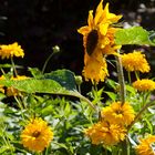 Neues aus Noldes Garten