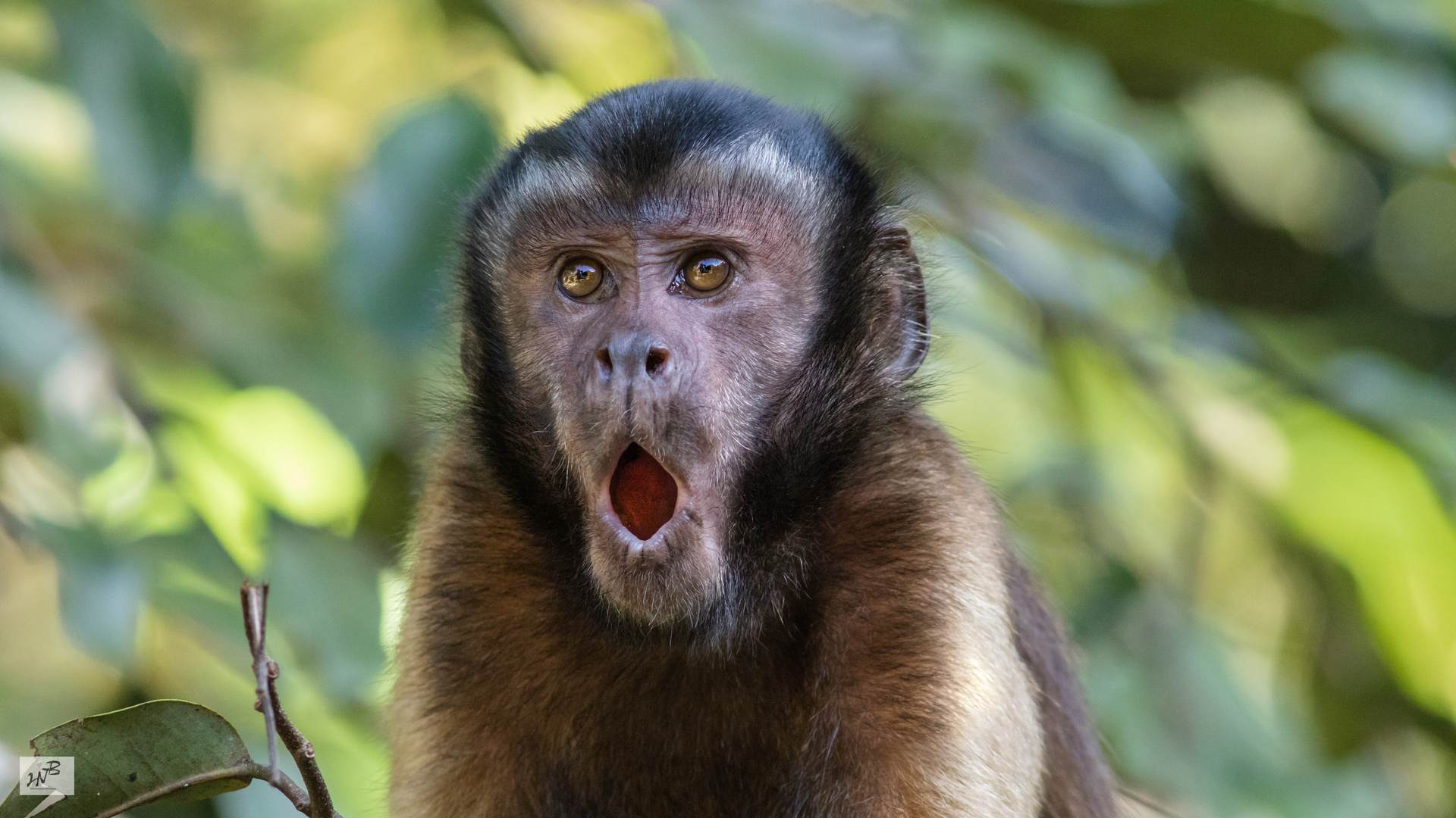 Neues Bild vom Kapuziner (Cebus nigritus) Foto & Bild tiere, wildlife