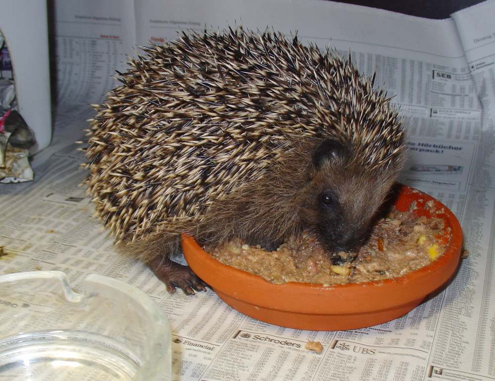 neues Bild vom "Miniigel"