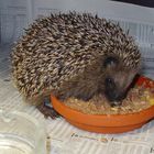 neues Bild vom "Miniigel"