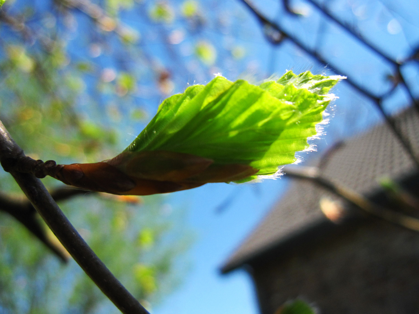 Neues Buchenblatt im Frühling