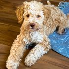 Neues Familienmitglied Coco (Lagotto Romagnolo)