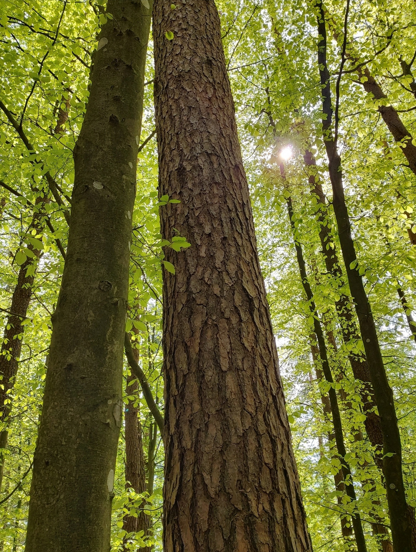 Neues Grün 