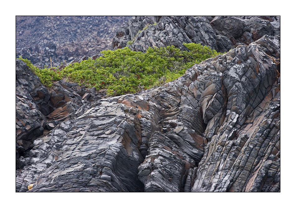 Neues Grün in der Lava