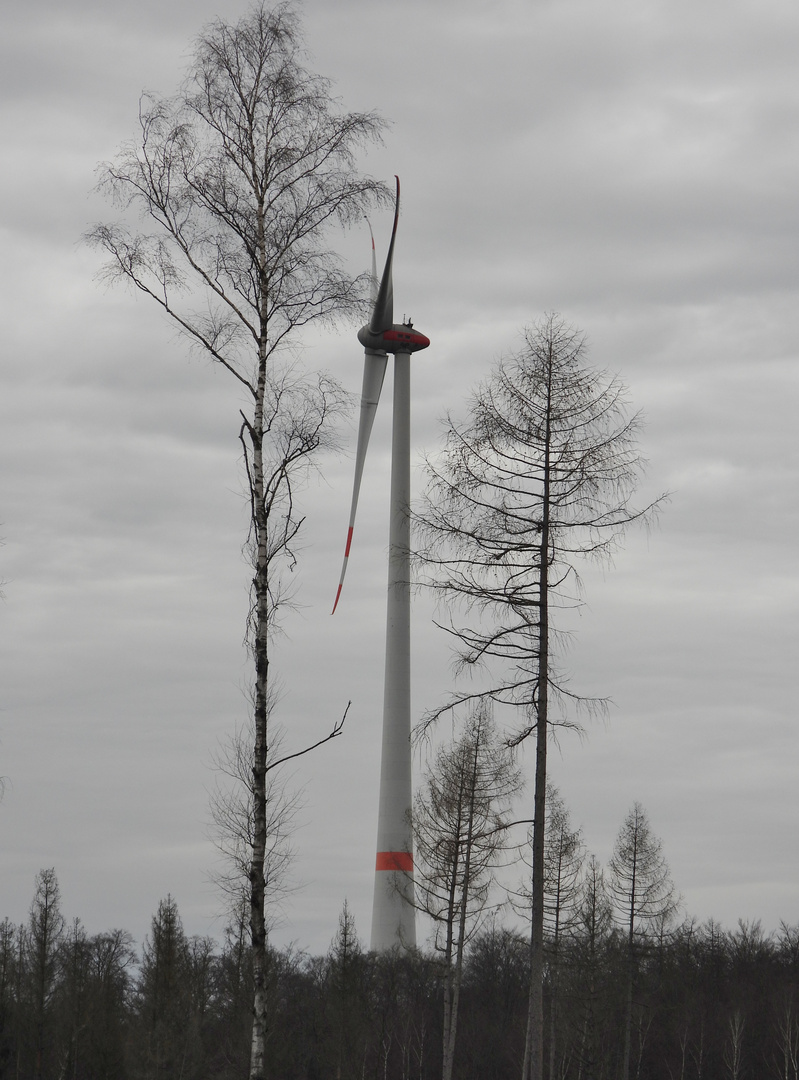 neues hessisches Waldgesetz 