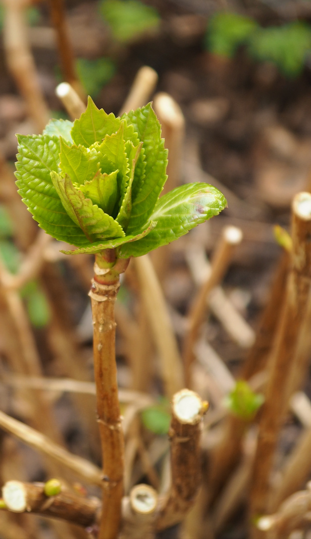 Neues im Garten