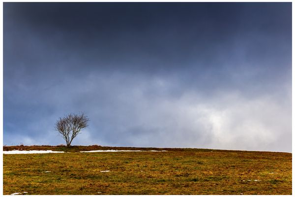 Neues Jahr, neues Bäumchen 