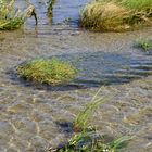 Neues Land entsteht auf Fanö