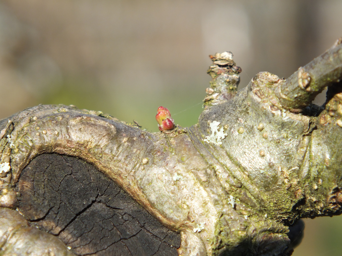 Neues Leben am alten Apelbaum