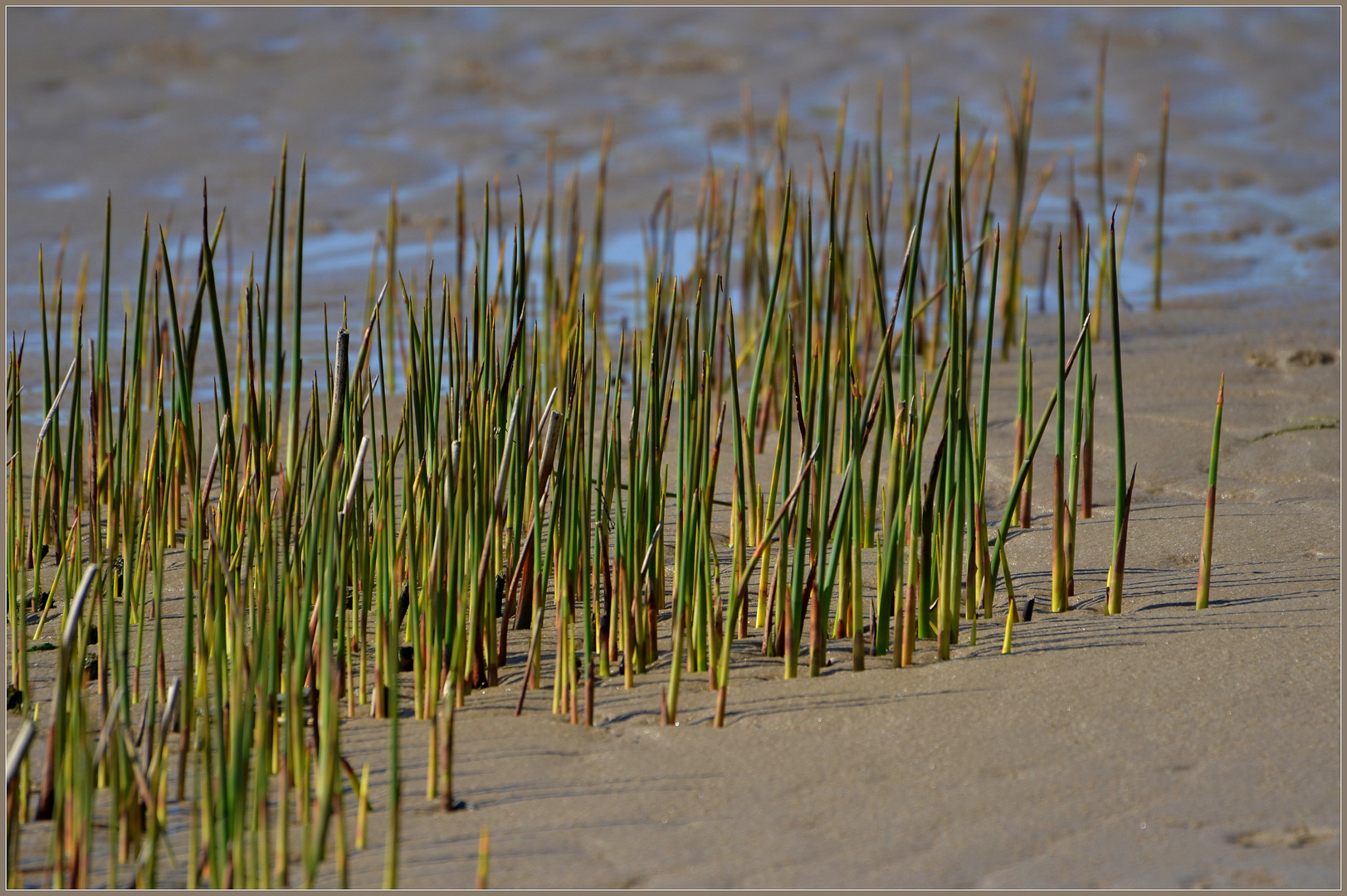 Neues Leben am Elbstrand