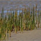 Neues Leben am Elbstrand