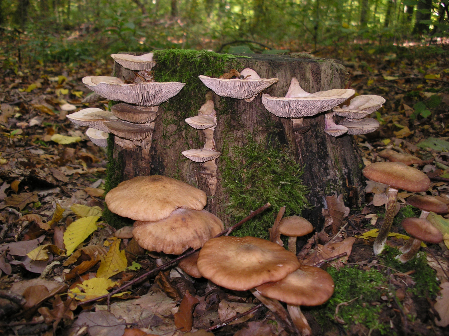 Neues Leben an totem Holz