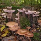 Neues Leben an totem Holz