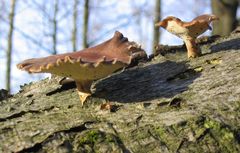 neues Leben auf altem Baumstamm