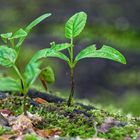 Neues Leben auf altem Holz