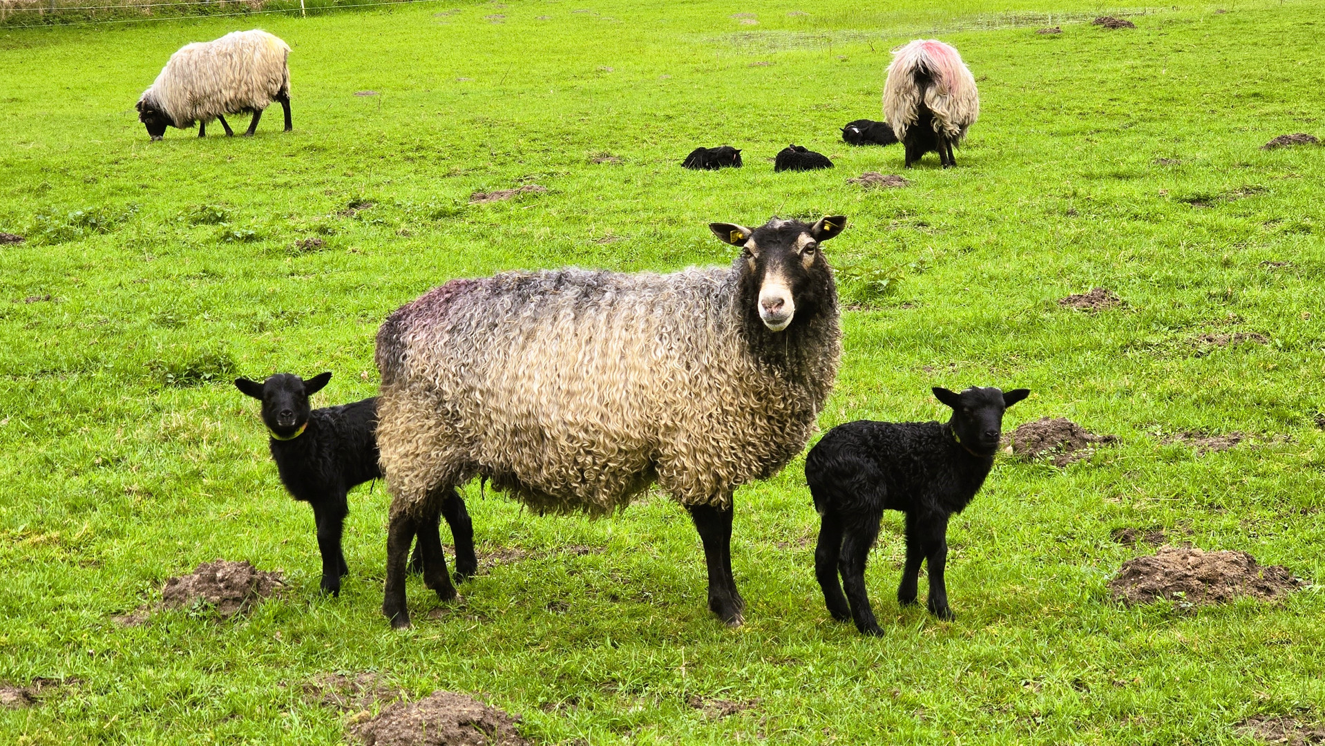 Neues Leben auf der Schnuckenwiese