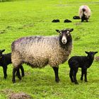 Neues Leben auf der Schnuckenwiese