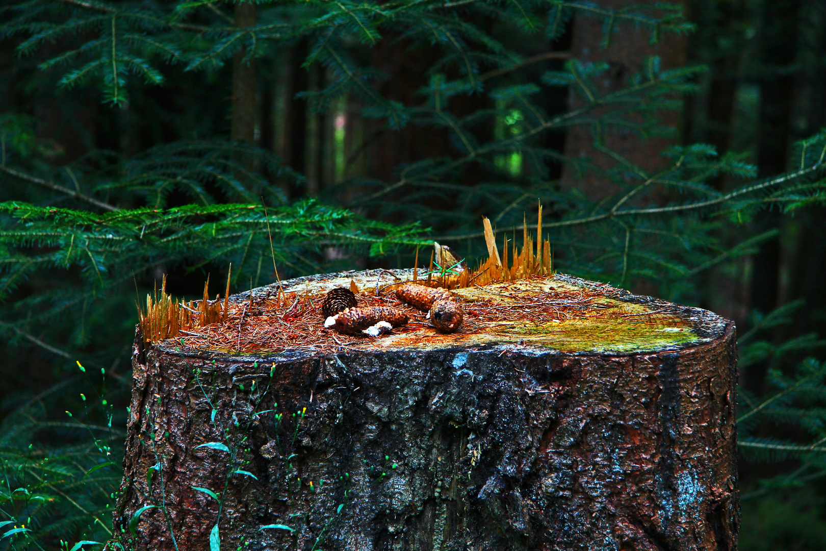 Neues Leben auf einem alten Baum