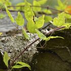 Neues Leben auf geschnittenen Holz