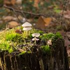 Neues Leben auf totem Holz