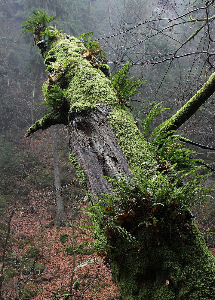 Neues Leben auf toten Baum