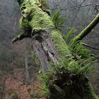 Neues Leben auf toten Baum