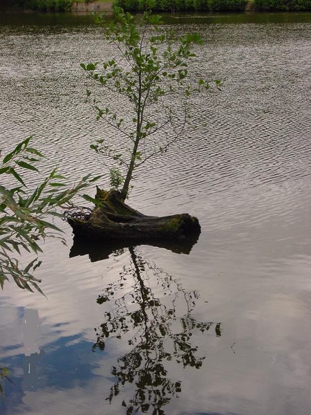 Neues Leben aus altem Holz