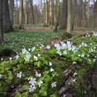 neues leben aus morschem stamm