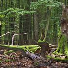 Neues Leben aus totem Holz