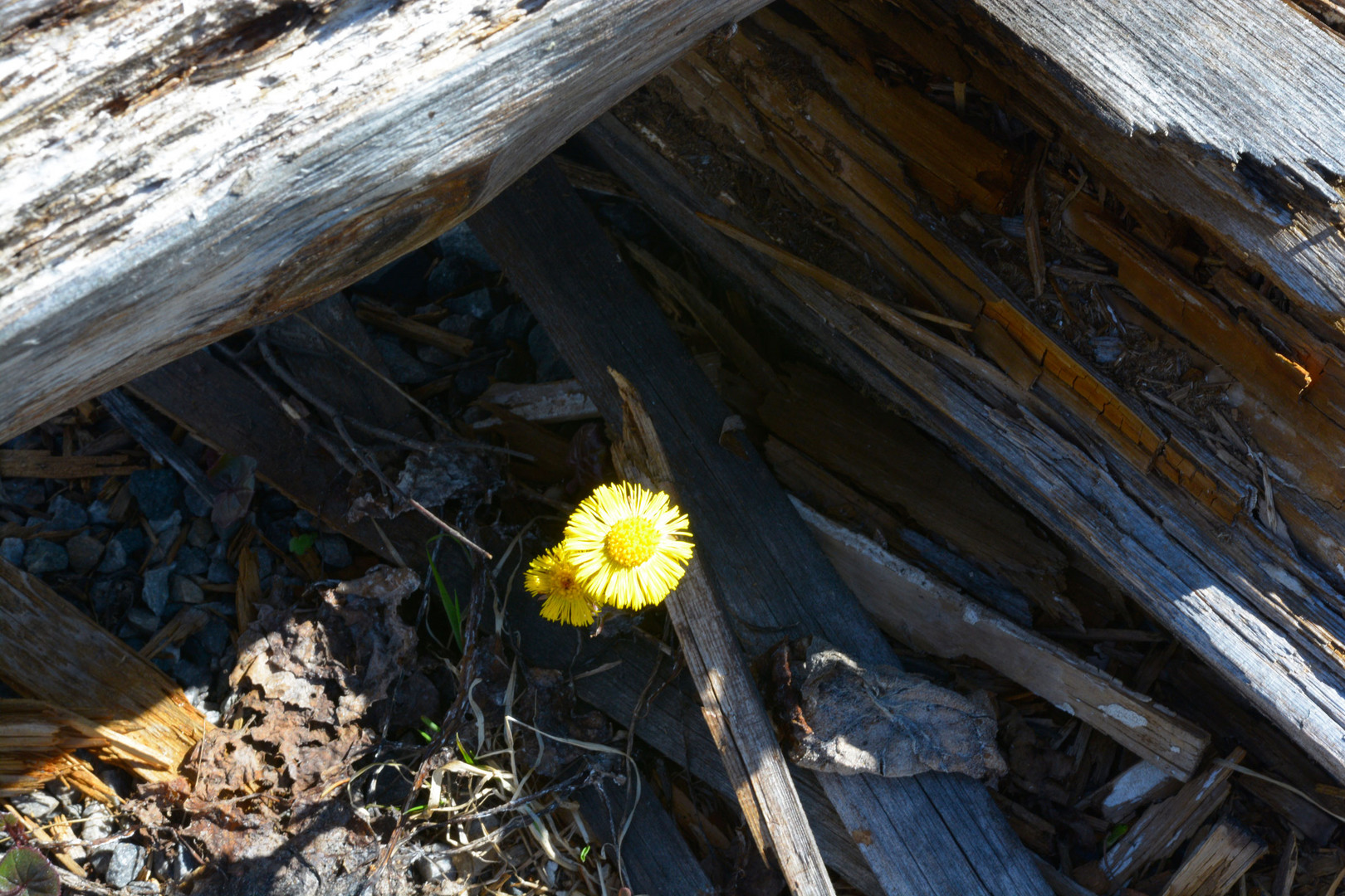 neues-leben flowerpower